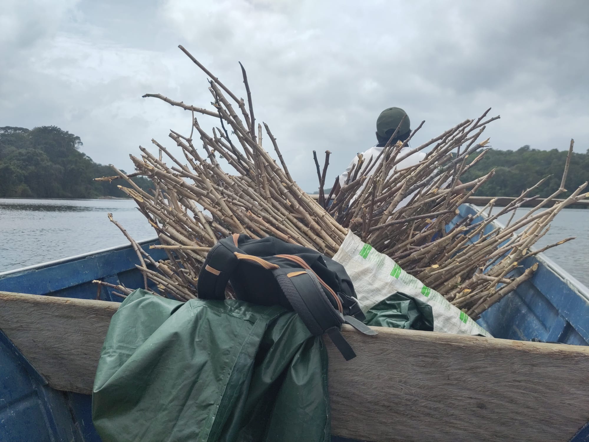Acheminement de bâtons de manioc sains sur Camopi